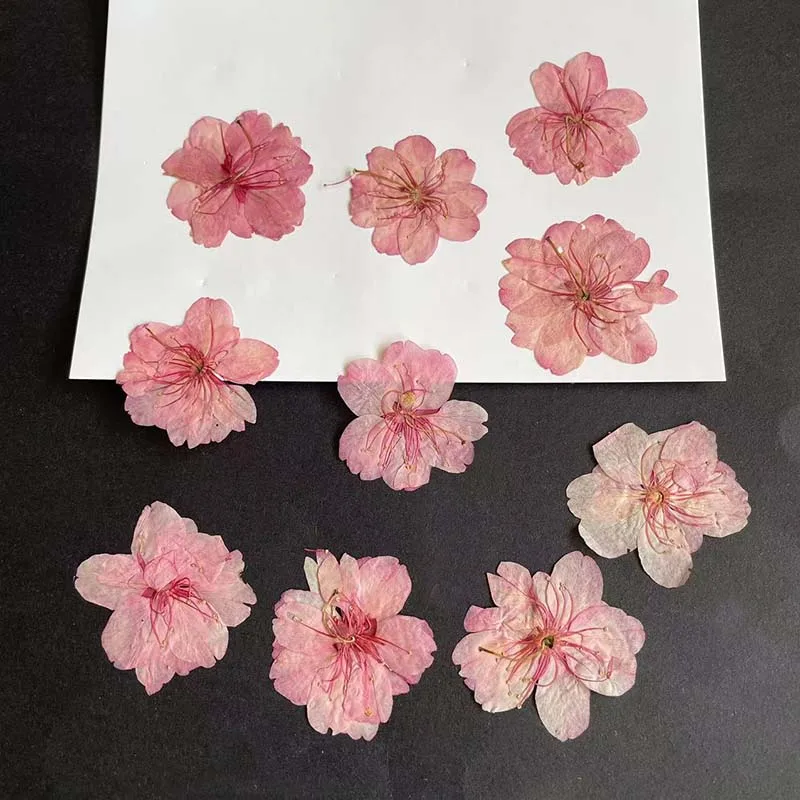 Resin Art Rose Petals - 3-4.5CM/24PC Real Natural Dried Pressed Five