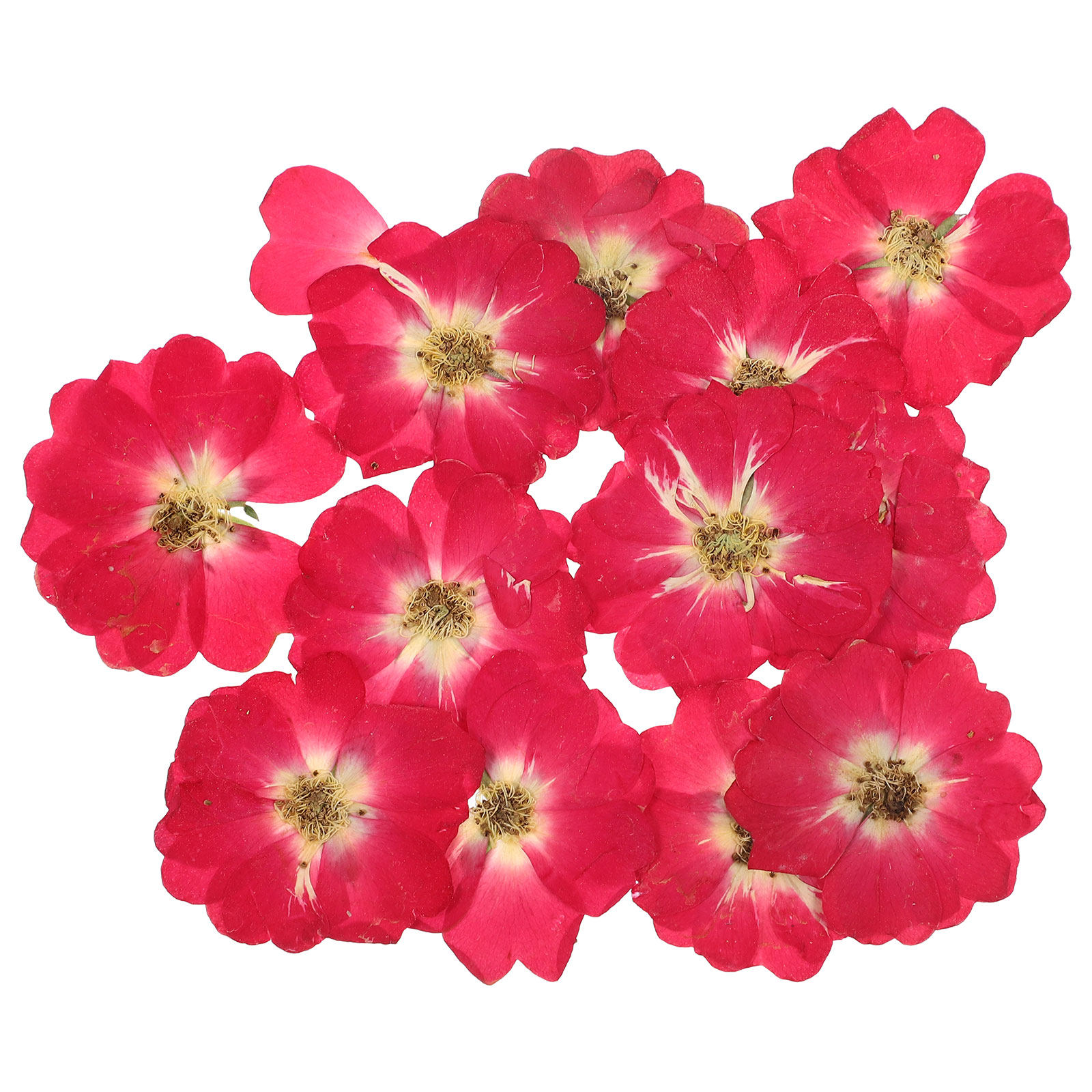 12Pcs Natural Dried Rose Press – обзор и цена Resin Art Kits