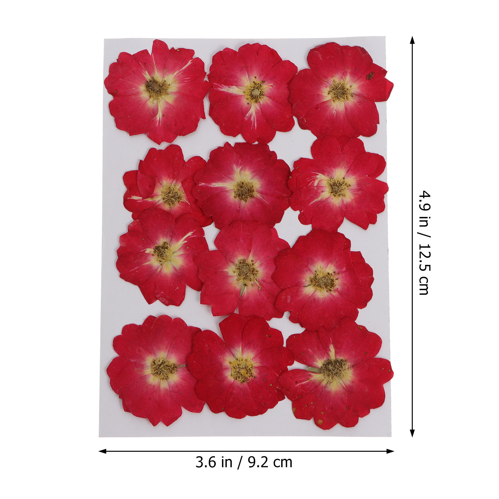 12Pcs Natural Dried Rose Press – обзор и цена Resin Art Kits