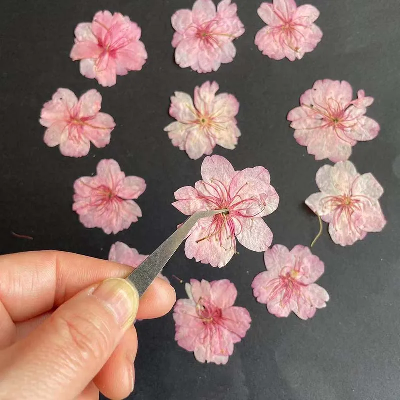 3-4.5CM/24PC Real Natural Drie – обзор и цена Resin Art Rose Petals