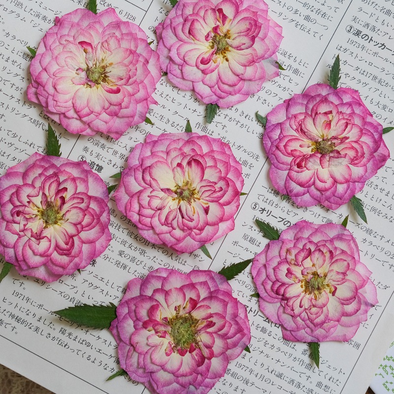 6pcs,Natural Rose Lotus Presse – обзор и цена Resin Art Rose Petals